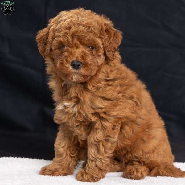 Pansy, Miniature Poodle Puppy